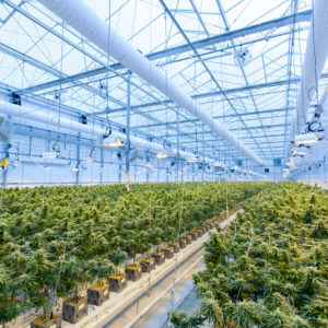 legal cannabis farm